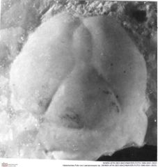 Historisches Foto von Laeviprosopon sp. (NHMW-AFW-GEO-BACHMAYER-FOTO-1990-0041-3033)